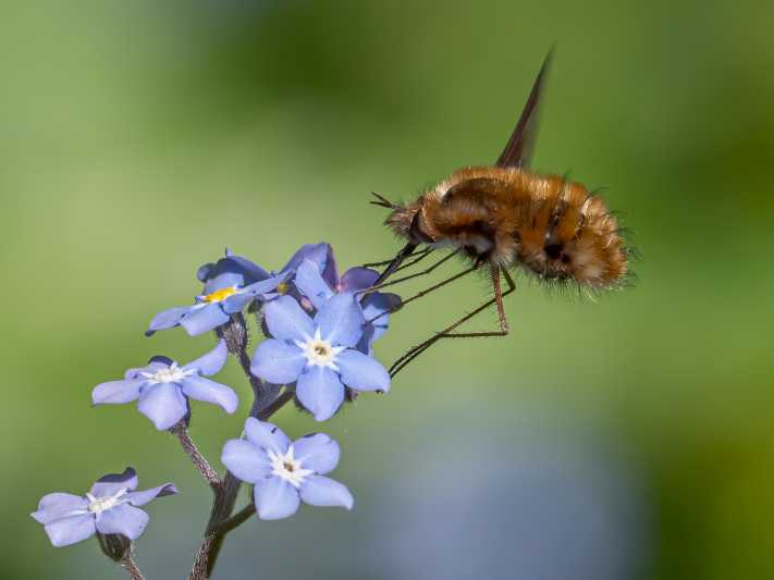 Bombylius major-.jpg